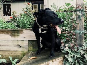 Pitbull Lab-Mix, Stella, for National Dog Day