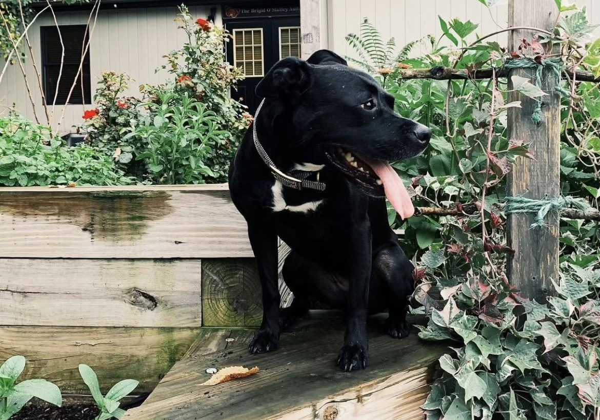 Pitbull Lab-Mix, Stella, for National Dog Day