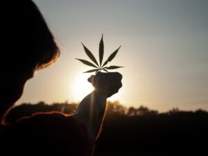 Hand holding a marihuana leaf in front of sunset