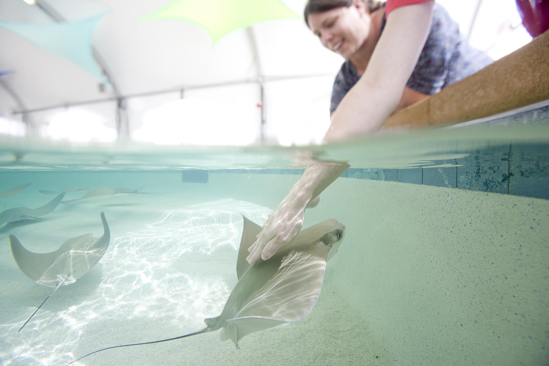 Kids touching stingrays