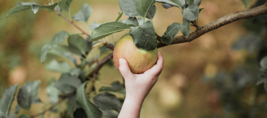 best apple picking and pumpkin patches