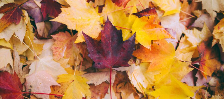 Top Spots for Fall Foliage